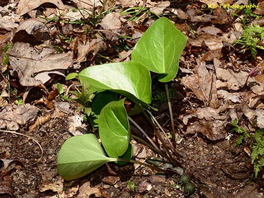 {Hexastylis species 1}